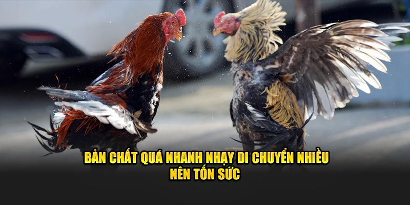 Bản chất quá nhanh nhạy di chuyển nhiều nên tốn sức 