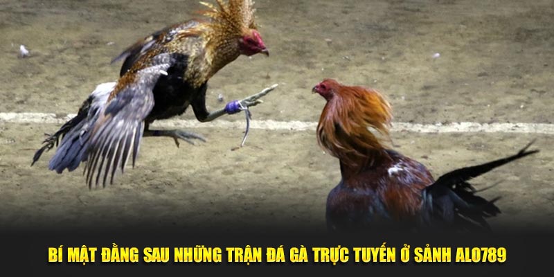 Bí mật đằng sau những trận đá gà trực tuyến ở sảnh Alo789