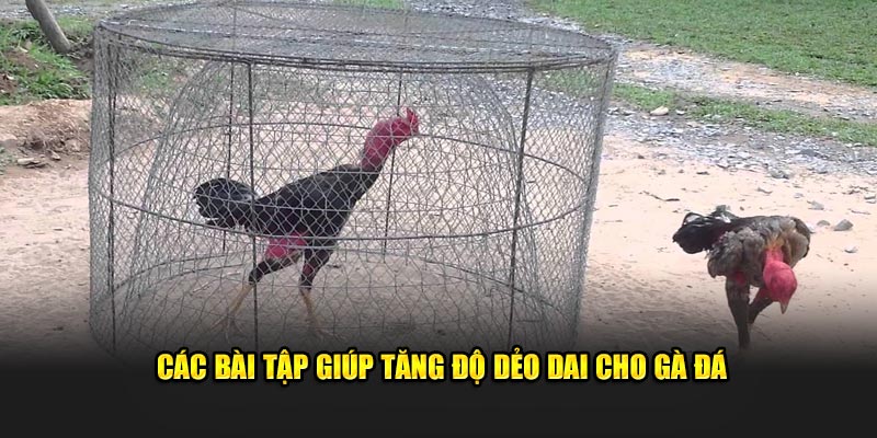 Các bài tập giúp tăng độ dẻo dai cho gà đá