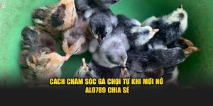 cách chăm sóc gà chọi từ khi mới nở