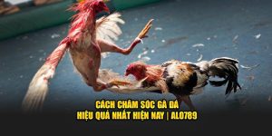 cách chăm sóc gà đá hiệu quả nhất hiện nay