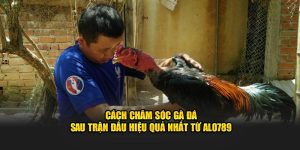 cách chăm sóc gà đá sau trận đấu