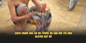 cách chăm sóc gà đá trước và sau khi thi đấu