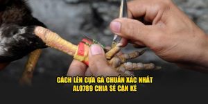 cách lên cựa gà chuẩn xác