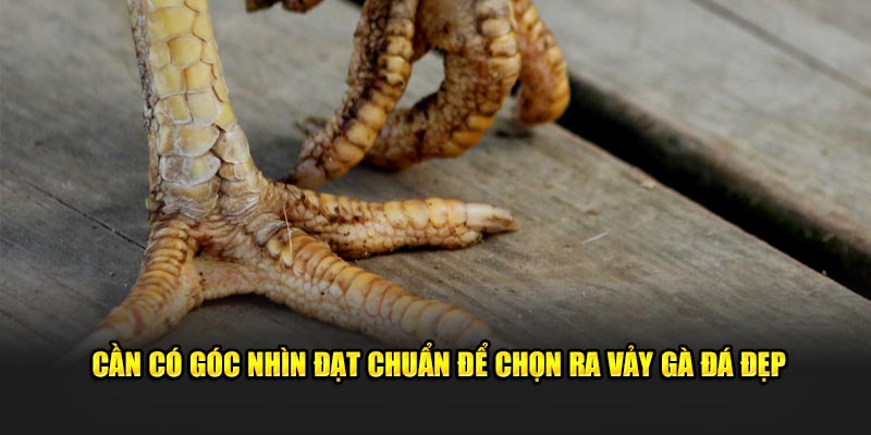 Cần có góc nhìn đạt chuẩn để chọn ra vảy gà đá đẹp