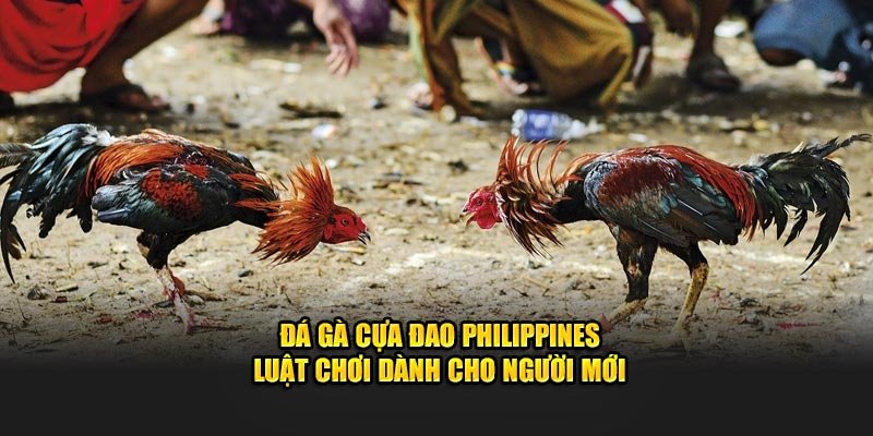 đá gà cựa đao Philippines