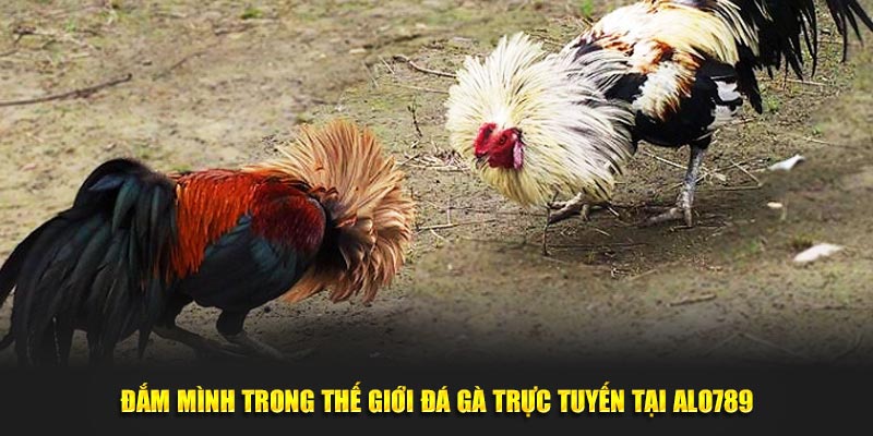 Đắm mình trong thế giới đá gà trực tuyến tại Alo789