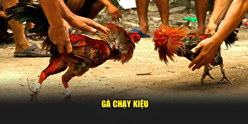 gà chạy kiệu