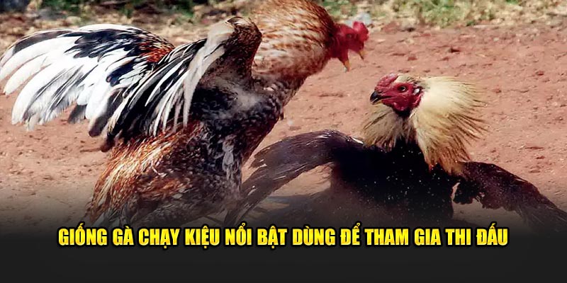 Giống gà chạy kiệu nổi bật dùng để tham gia thi đấu 