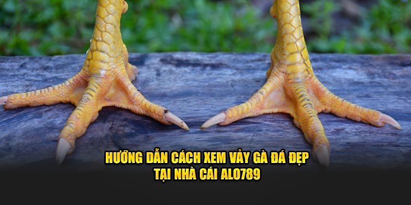 vảy gà đá đẹp