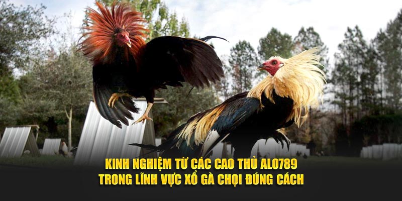 Kinh nghiệm từ các cao thủ Alo789 trong lĩnh vực xổ gà chọi đúng cách