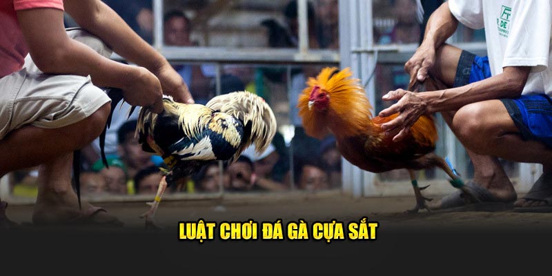 luật chơi đá gà cựa sắt