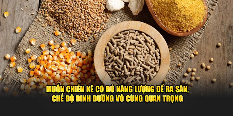 Muốn chiến kê có đủ năng lượng để ra sân, chế độ dinh dưỡng vô cùng quan trọng