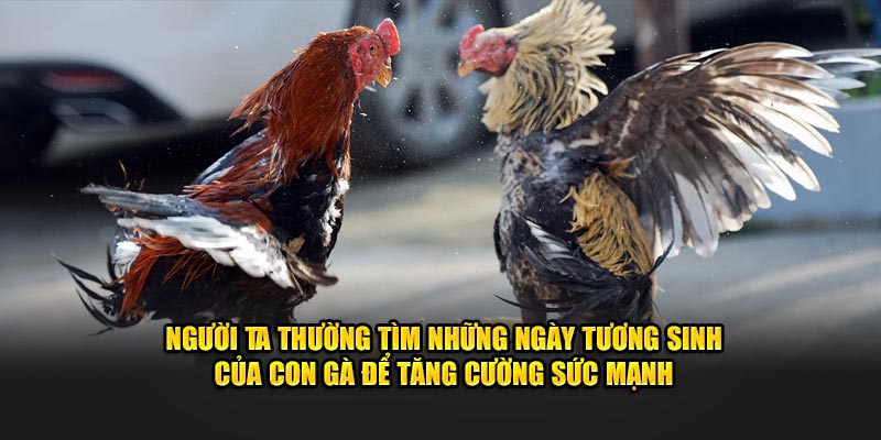 Người ta thường tìm những ngày tương sinh của con gà để tăng cường sức mạnh