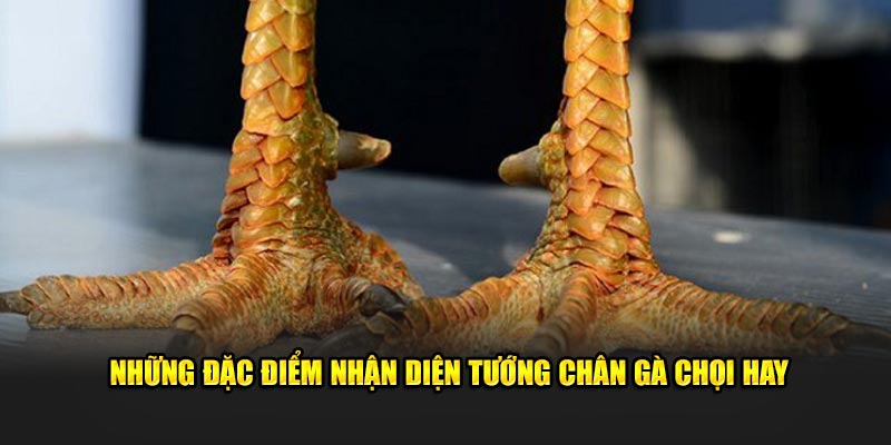 Những đặc điểm nhận diện tướng chân gà chọi hay