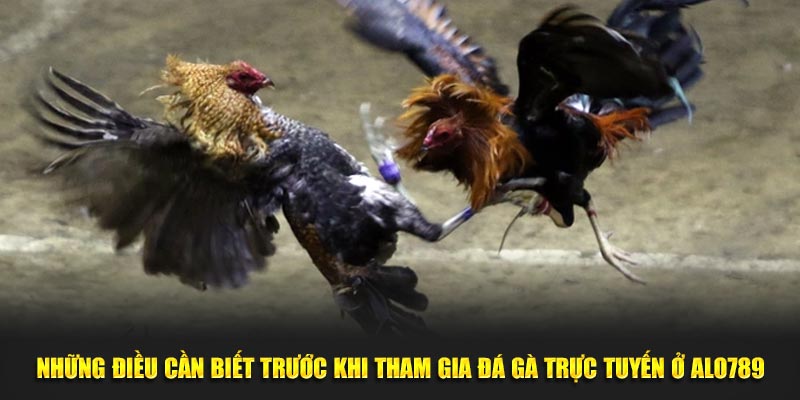 Những điều cần biết trước khi tham gia đá gà trực tuyến ở Alo789