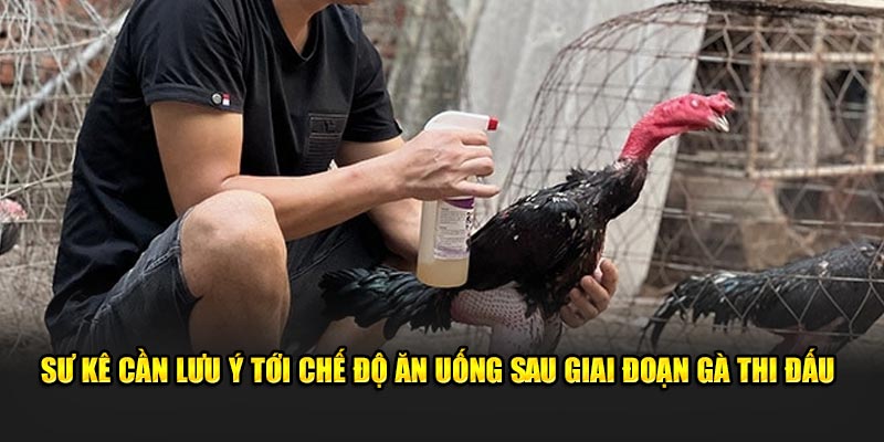 Sư kê cần lưu ý tới chế độ ăn uống sau giai đoạn gà thi đấu  