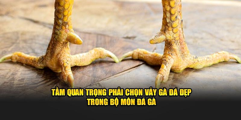 Tầm quan trọng phải chọn vảy gà đá đẹp trong bộ môn đá gà