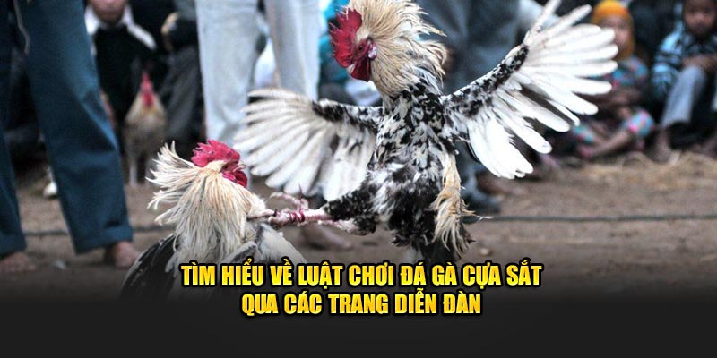 Tìm hiểu về luật chơi đá gà cựa sắt qua các trang diễn đàn 