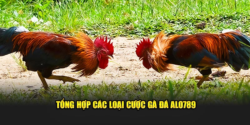 Tổng hợp các loại cược gà đá ALO789