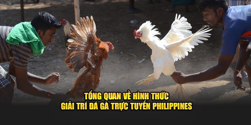 Tổng quan về hình thức giải trí đá gà cựa đao Philippines