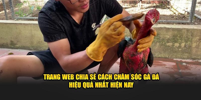 Trang web chia sẻ cách chăm sóc gà đá hiệu quả nhất hiện nay