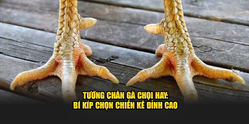 tướng chân gà chọi hay