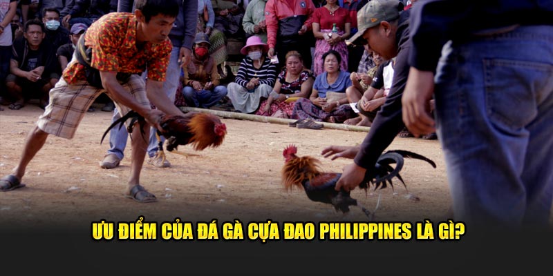 Ưu điểm của đá gà cựa đao Philippines là gì?