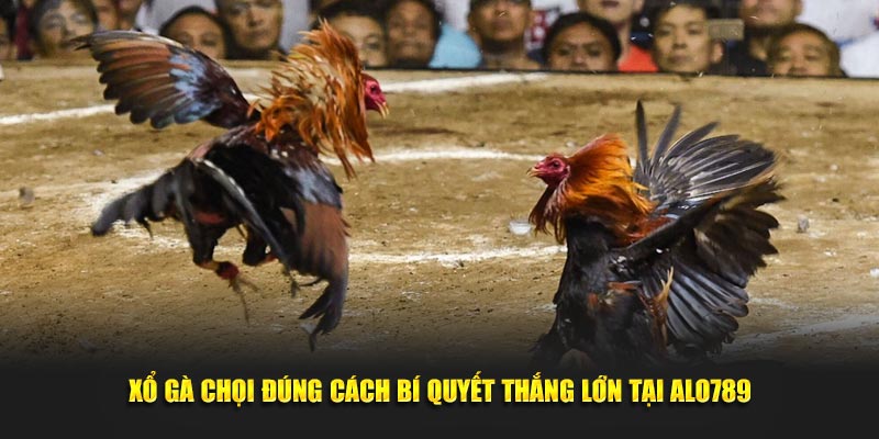 xổ gà chọi đúng cách