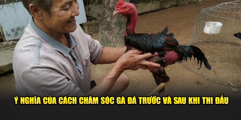 Ý nghĩa của cách chăm sóc gà đá trước và sau khi thi đấu